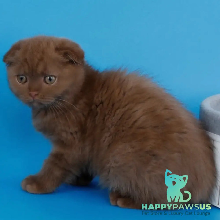 Cameron Scottish Fold male cinnamon - live animals