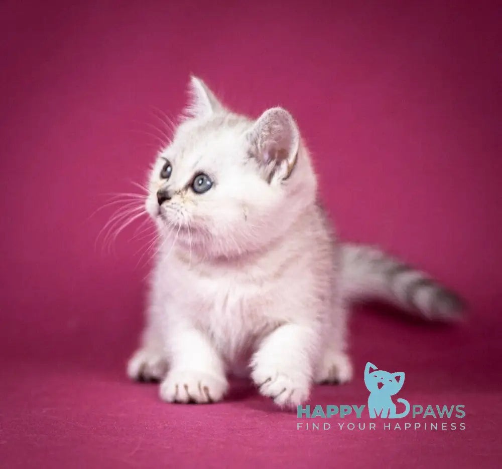 Cameron Scottish Straight male black silver shaded - live animals