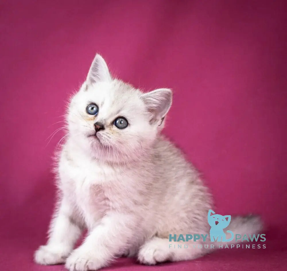 Cameron Scottish Straight male black silver shaded - live animals