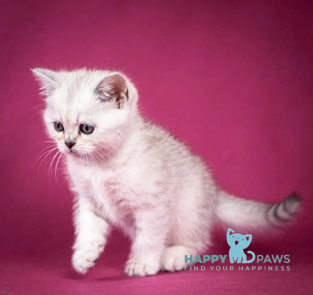 Cameron Scottish Straight male black silver shaded - live animals
