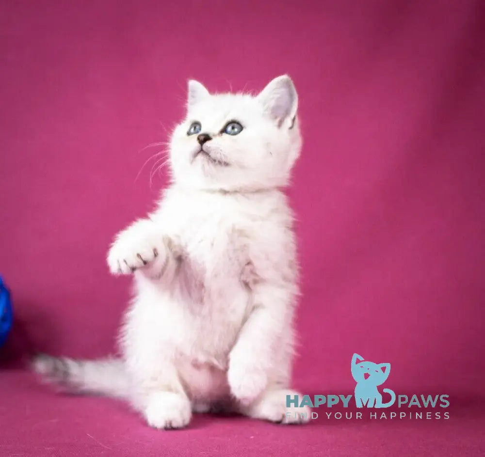 Cameron Scottish Straight male black silver shaded - live animals