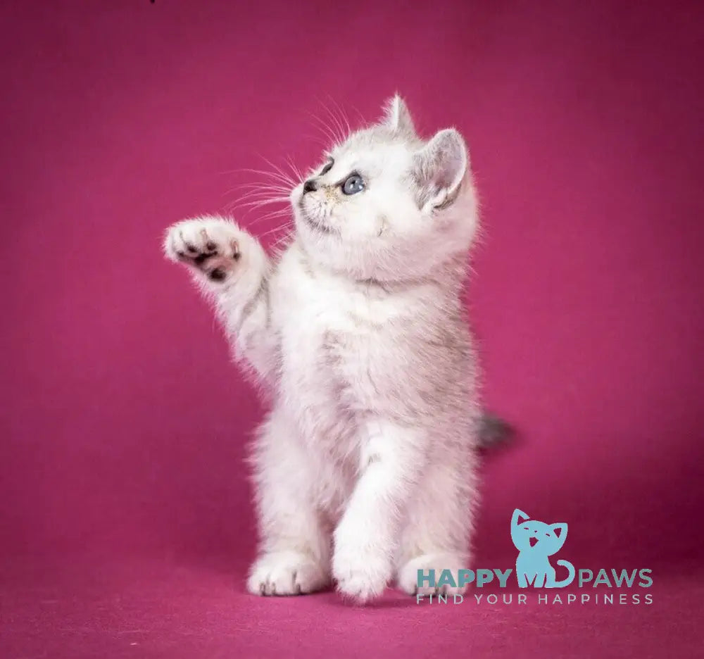 Cameron Scottish Straight male black silver shaded - live animals