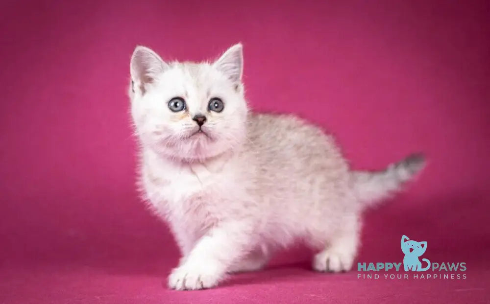 Cameron Scottish Straight male black silver shaded - live animals