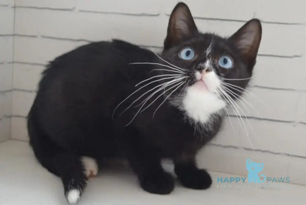 Camila British Shorthair female black with white - live animals