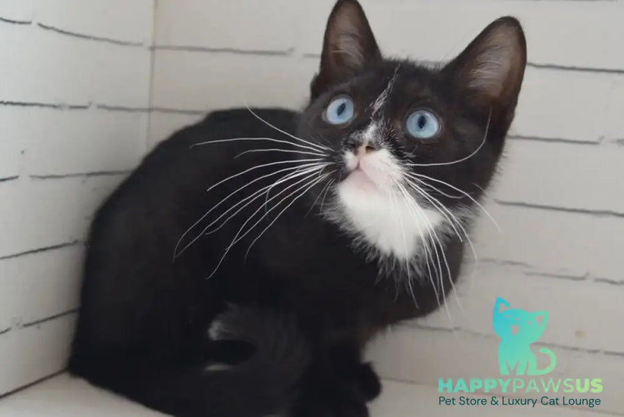 Camila British Shorthair female black with white - live animals
