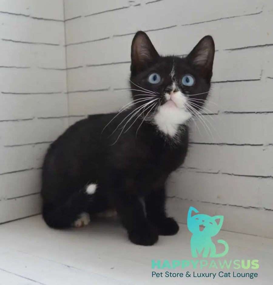 Camila British Shorthair female black with white - live animals