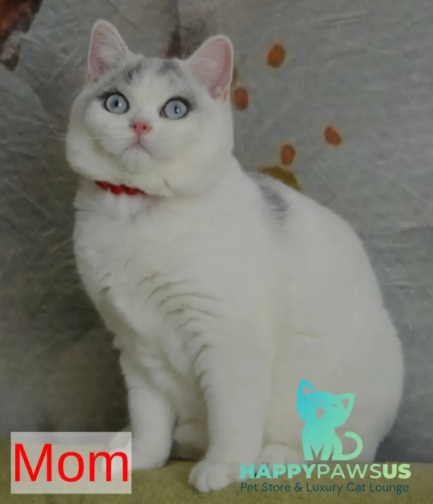 Camila British Shorthair female black with white - live animals