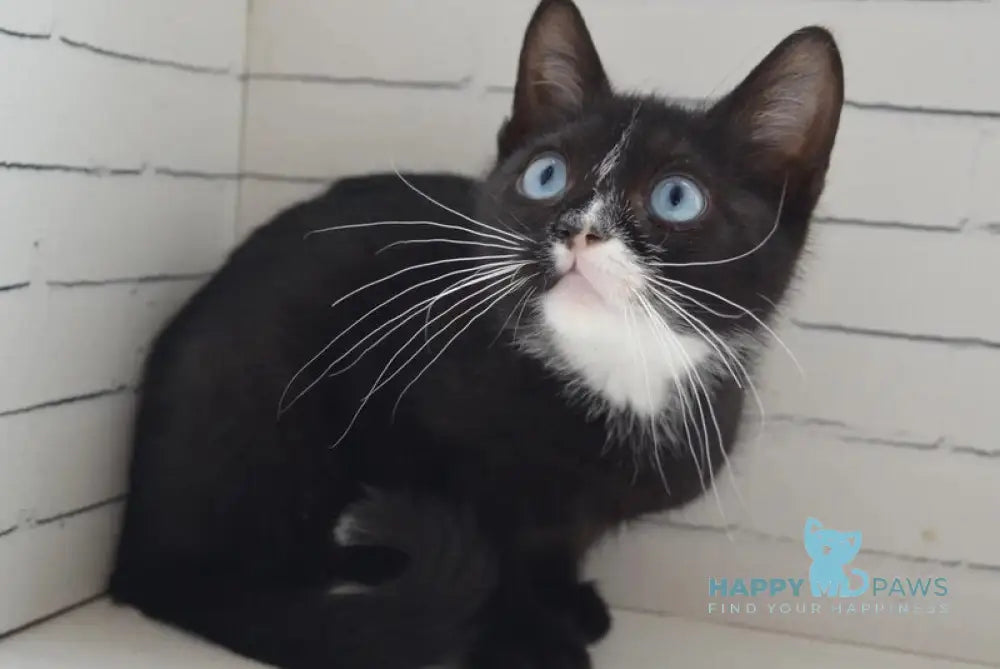 Camila British Shorthair female black with white - live animals