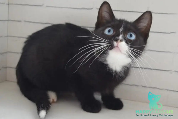 Camila British Shorthair female black with white - live animals