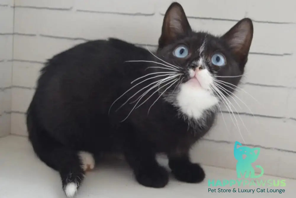 Camila British Shorthair female black with white - live animals