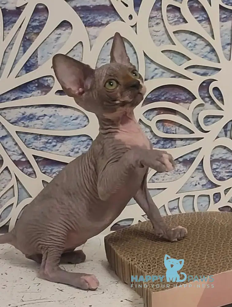 Camila Canadian Sphynx female black bicolour live animals
