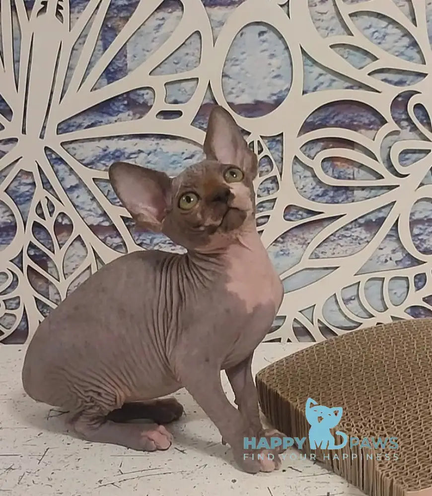Camila Canadian Sphynx female black bicolour live animals