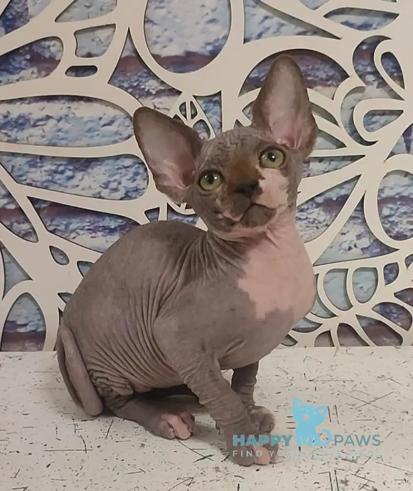 Camila Canadian Sphynx female black bicolour live animals