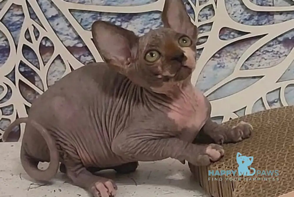 Camila Canadian Sphynx female black bicolour live animals