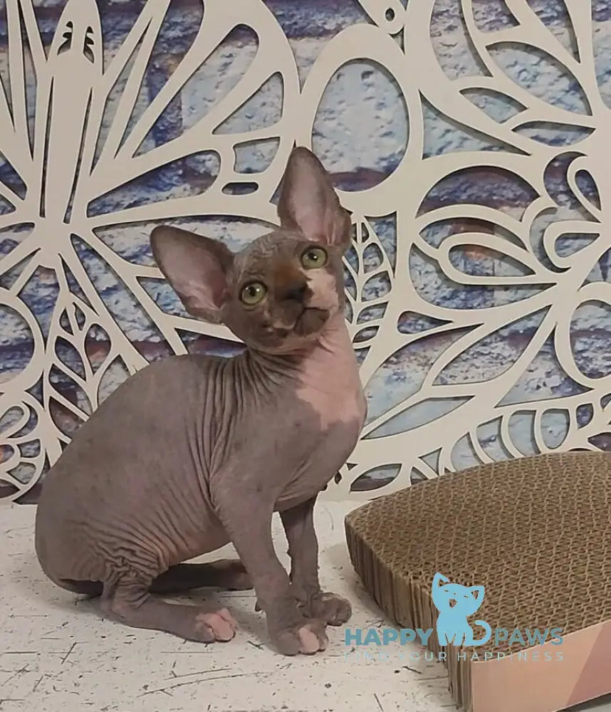 Camila Canadian Sphynx female black bicolour live animals