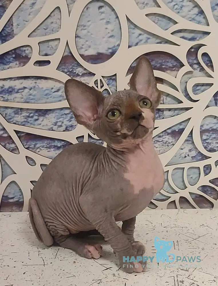 Camila Canadian Sphynx female black bicolour live animals