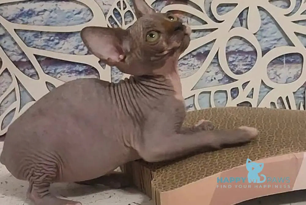 Camila Canadian Sphynx female black bicolour live animals