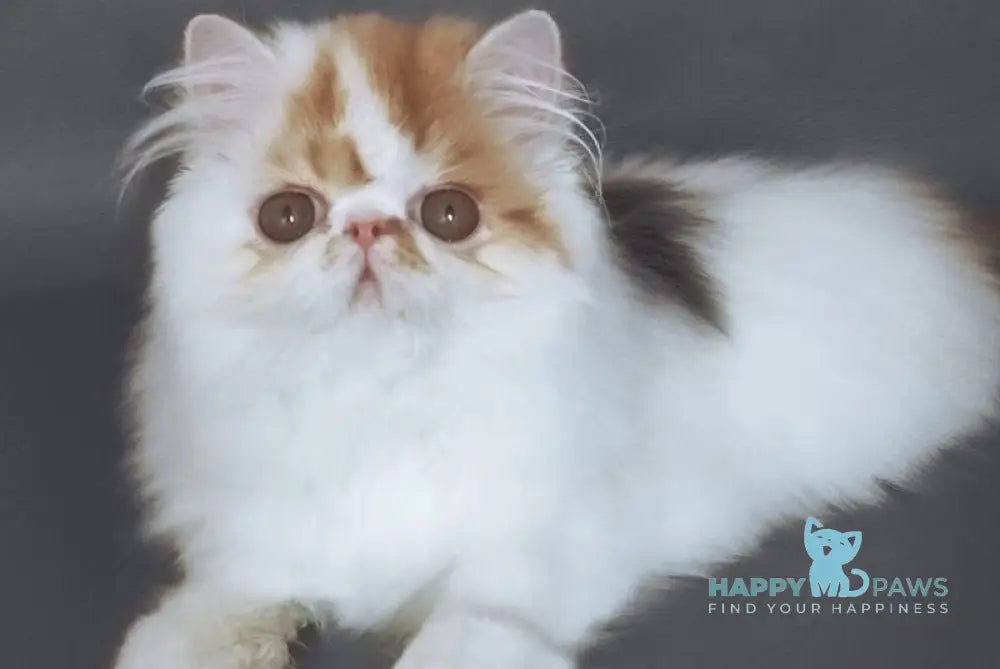 Camila Daisy Persian female black tortie harlequin live animals