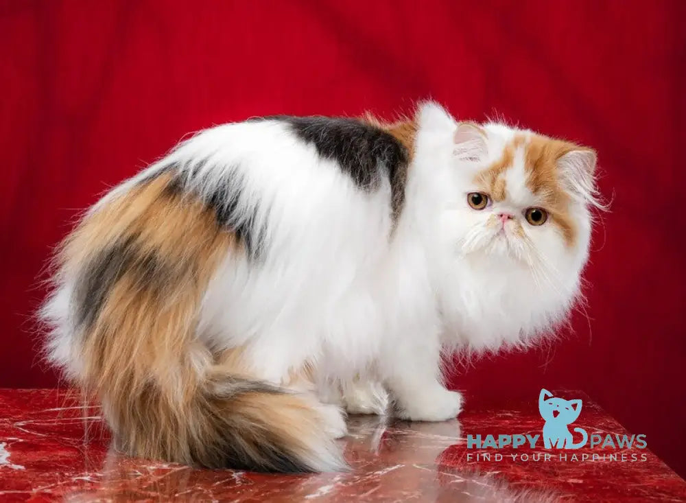 Camila Daisy Persian female black tortie harlequin live animals