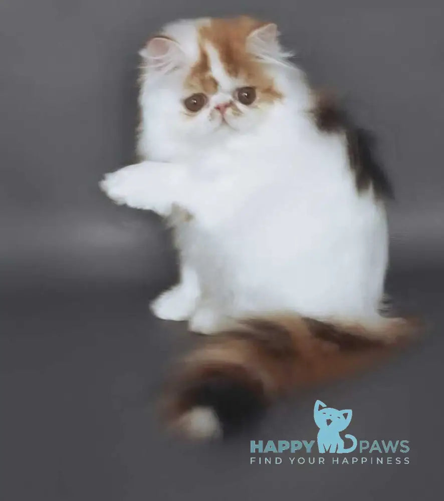 Camila Daisy Persian female black tortie harlequin live animals