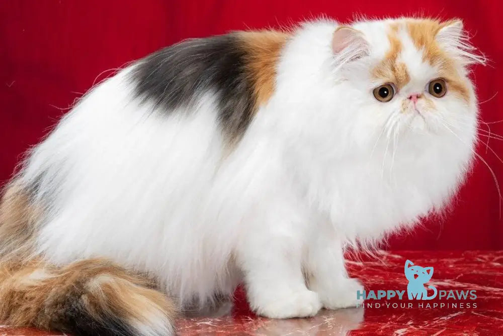 Camila Daisy Persian female black tortie harlequin live animals