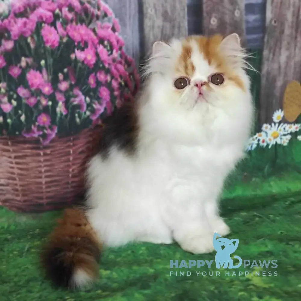 Camila Daisy Persian female black tortie harlequin live animals