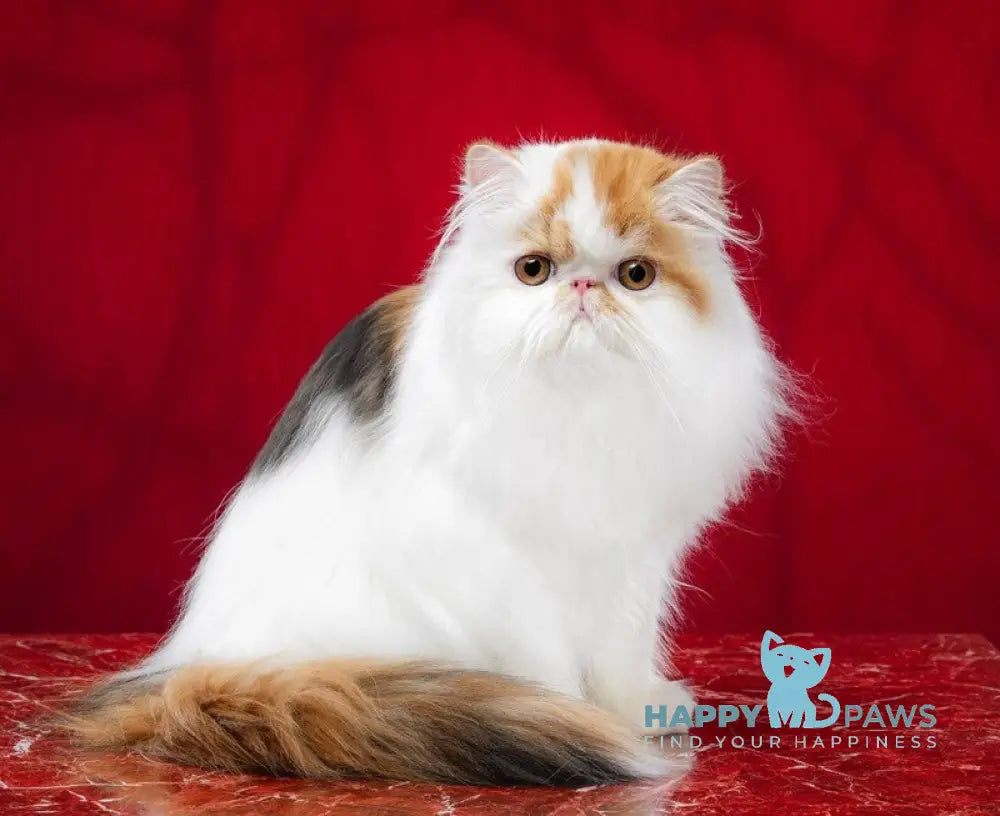 Camila Daisy Persian female black tortie harlequin live animals