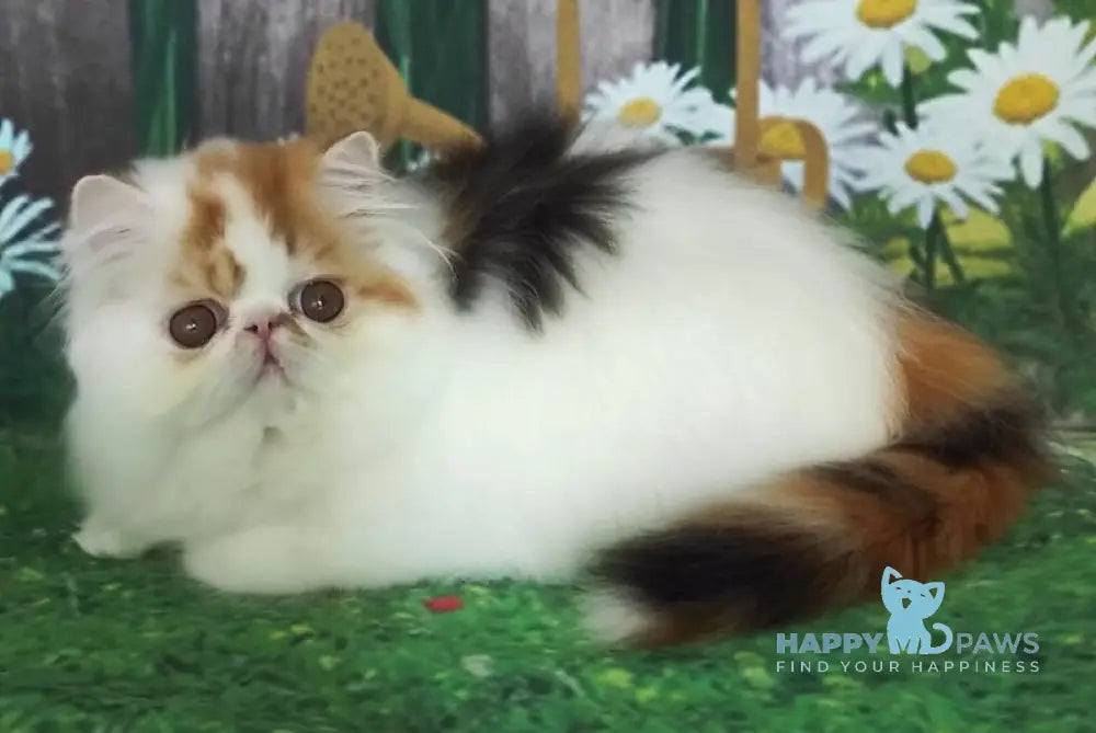 Camila Daisy Persian female black tortie harlequin live animals