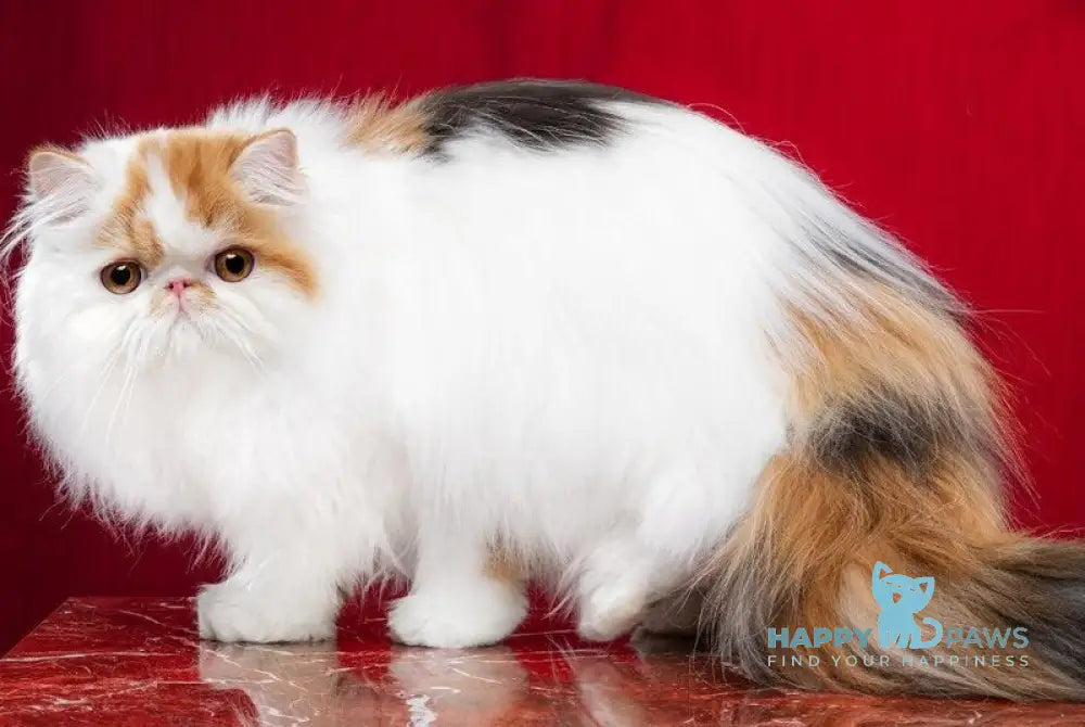 Camila Daisy Persian female black tortie harlequin live animals