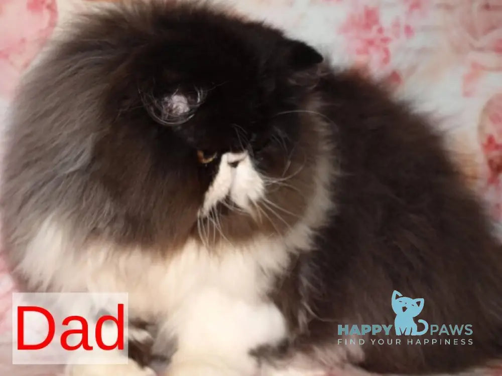 Camila Persian female black tortie tabby harlequin live animals