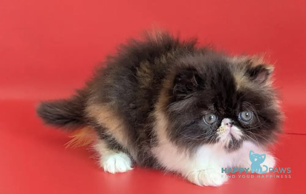 Camila Persian female black tortie tabby harlequin live animals