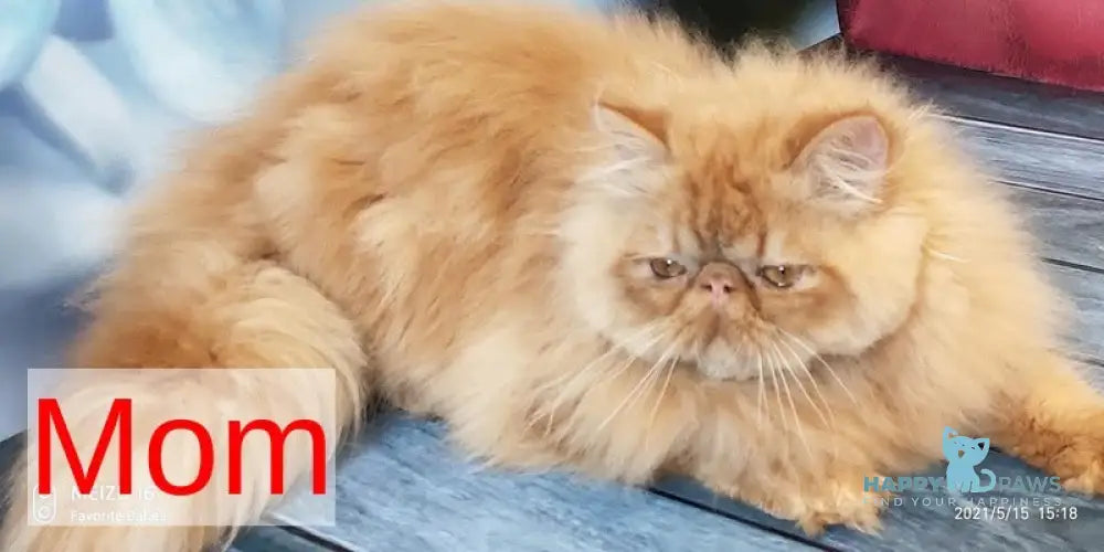 Camila Persian female black tortie tabby harlequin live animals