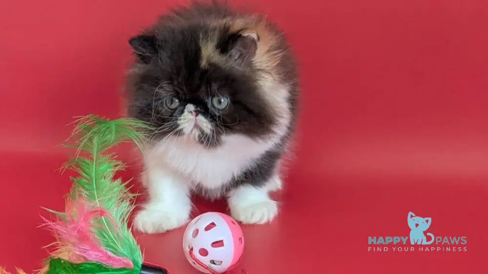 Camila Persian female black tortie tabby harlequin live animals