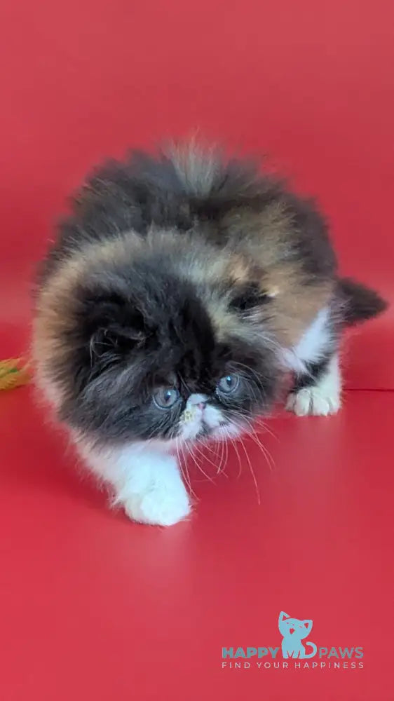 Camila Persian female black tortie tabby harlequin live animals