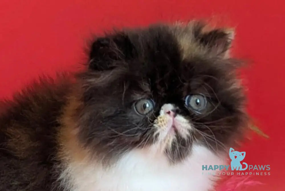 Camila Persian female black tortie tabby harlequin live animals