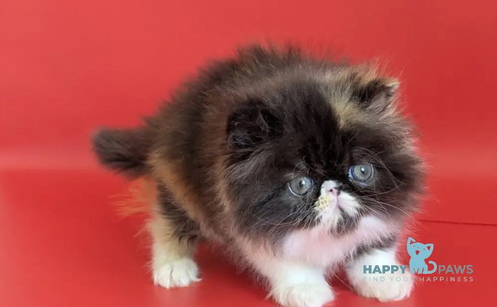 Camila Persian female black tortie tabby harlequin live animals