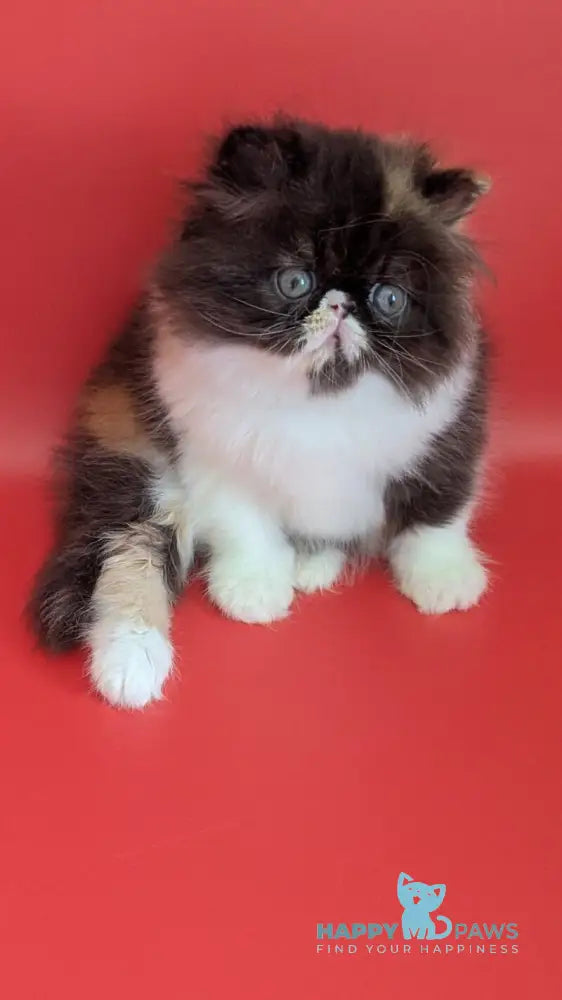 Camila Persian female black tortie tabby harlequin live animals