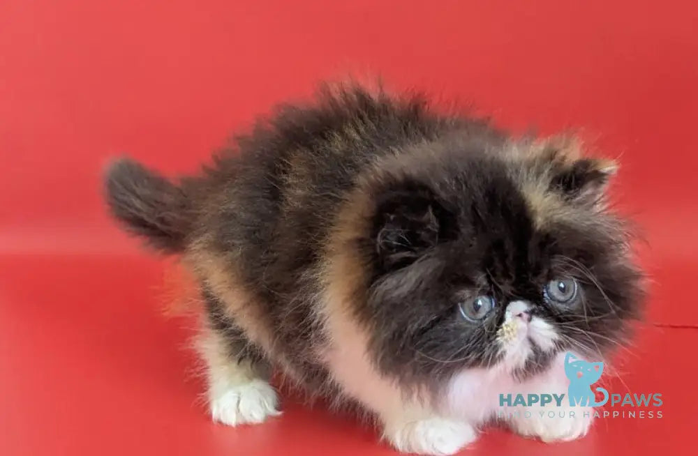 Camila Persian female black tortie tabby harlequin live animals