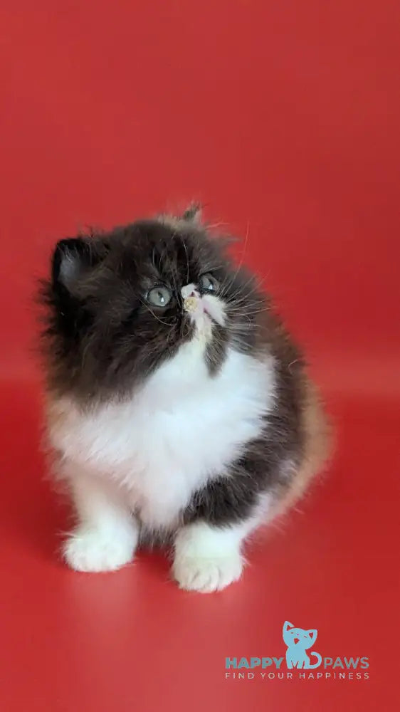 Camila Persian female black tortie tabby harlequin live animals