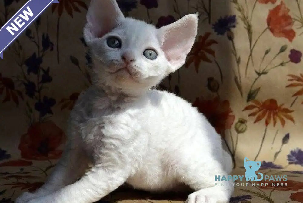 Camilla Devon Rex female white live animals