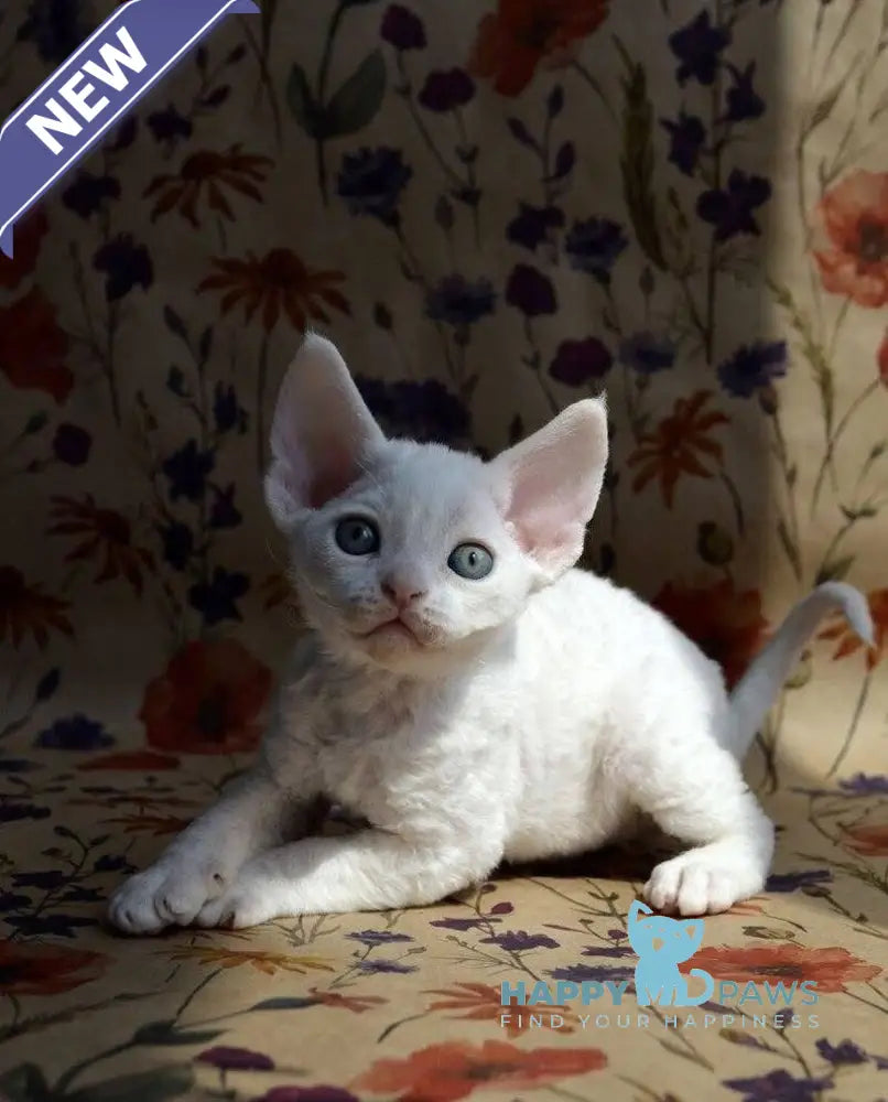Camilla Devon Rex female white live animals