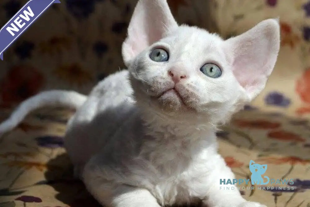 Camilla Devon Rex female white live animals