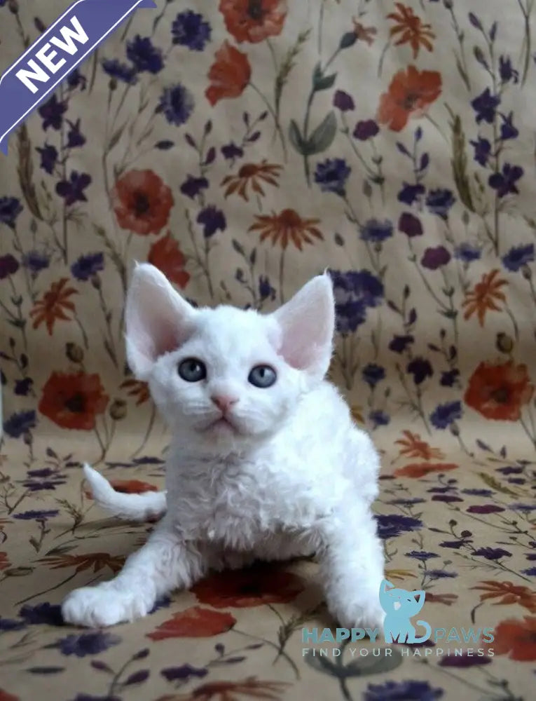 Camilla Devon Rex female white live animals