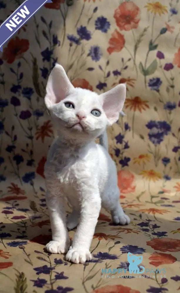 Camilla Devon Rex female white live animals