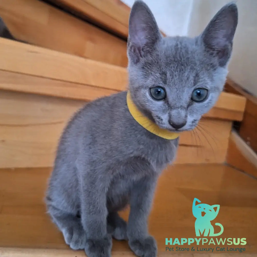 Camilla Russian Blue female blue - live animals