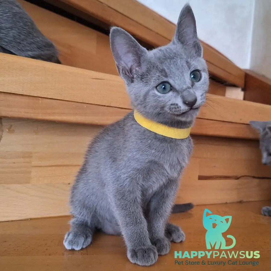 Camilla Russian Blue female blue - live animals