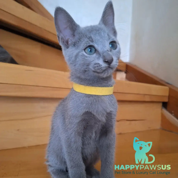 Camilla Russian Blue female blue - live animals