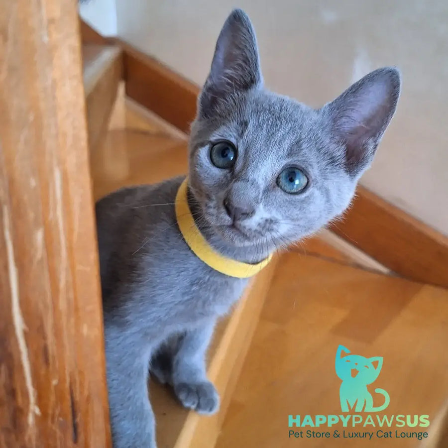 Camilla Russian Blue female blue - live animals