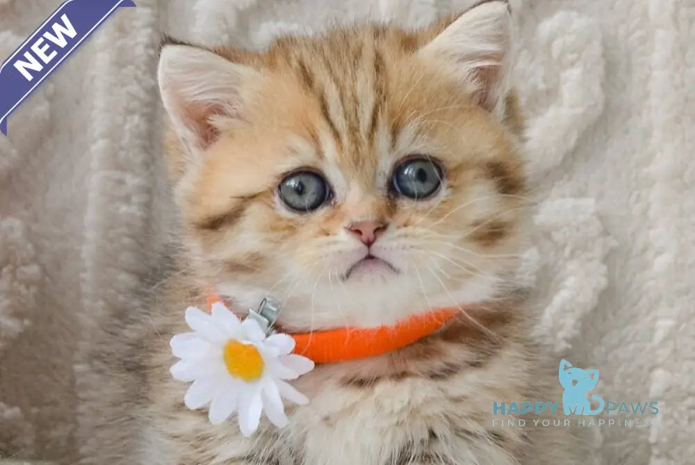 Camille Munchkin female black golden spotted tabby live animals