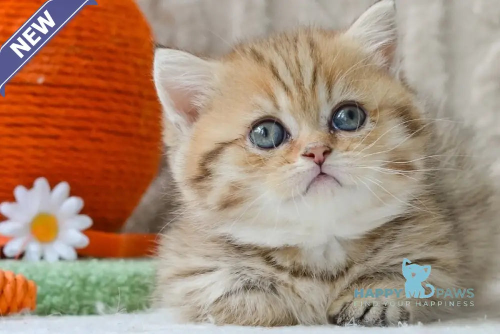 Camille Munchkin female black golden spotted tabby live animals
